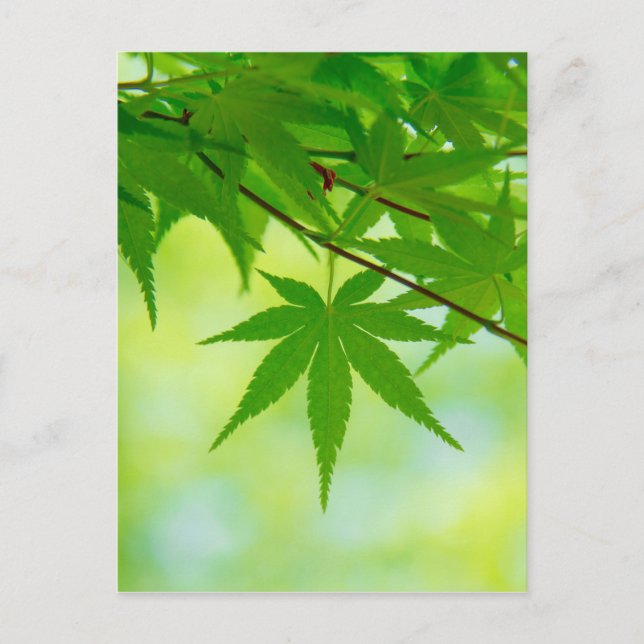 Postal Hojas verdes de arce japonés (Anverso)