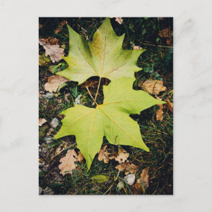 Postal Hojas verdes de roble