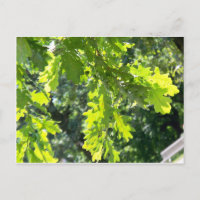 Hojas verdes de roble en blanco