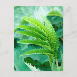 Postal Hojas verdes frescas