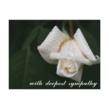 Hojas verdes suaves Rosa blanca de condolencias