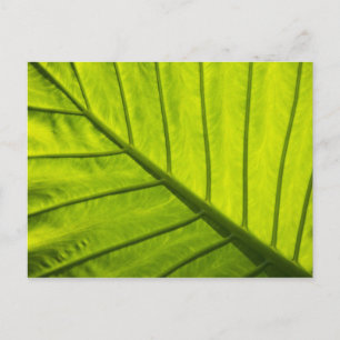 Postal Hojas verdes veteadas de follaje tropical en 2