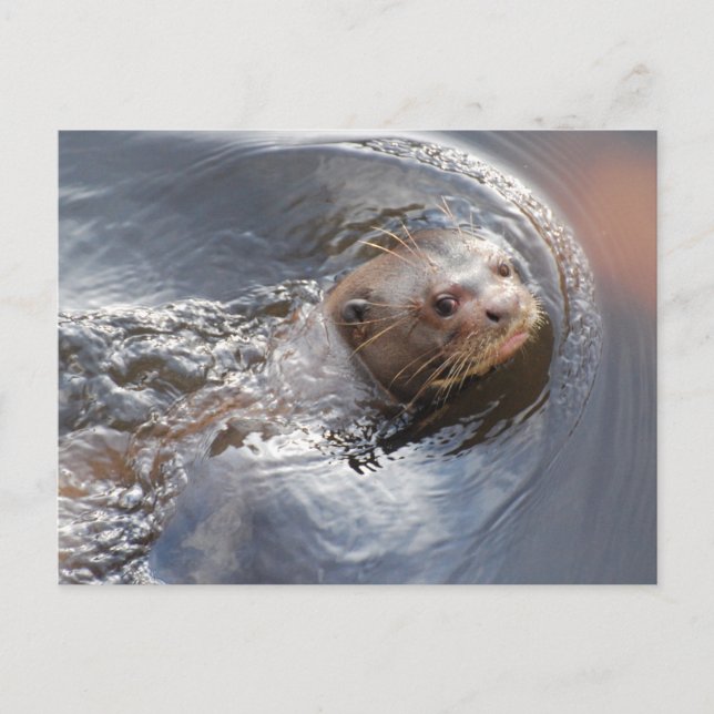 Postal Hola (Anverso)