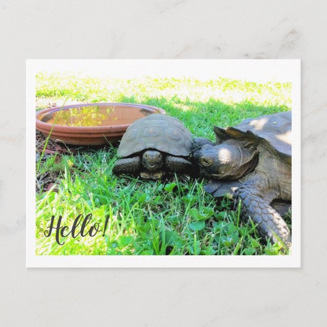 Postal ¡Hola! (Anverso)