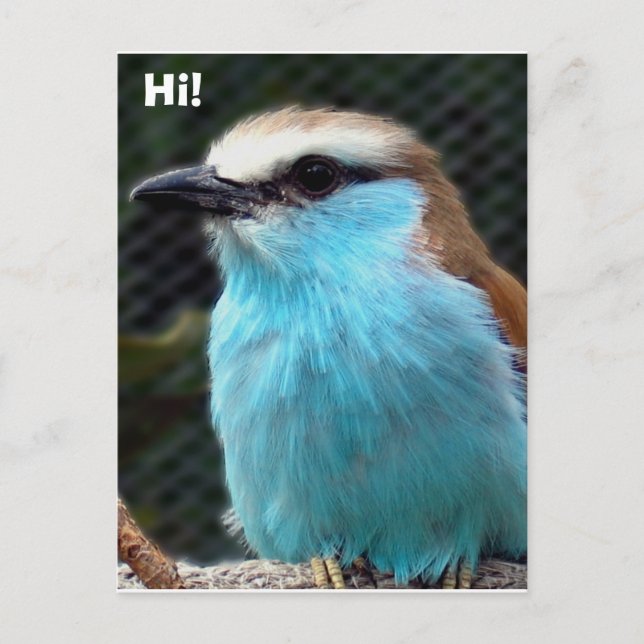 Postal ¡Hola! (Anverso)