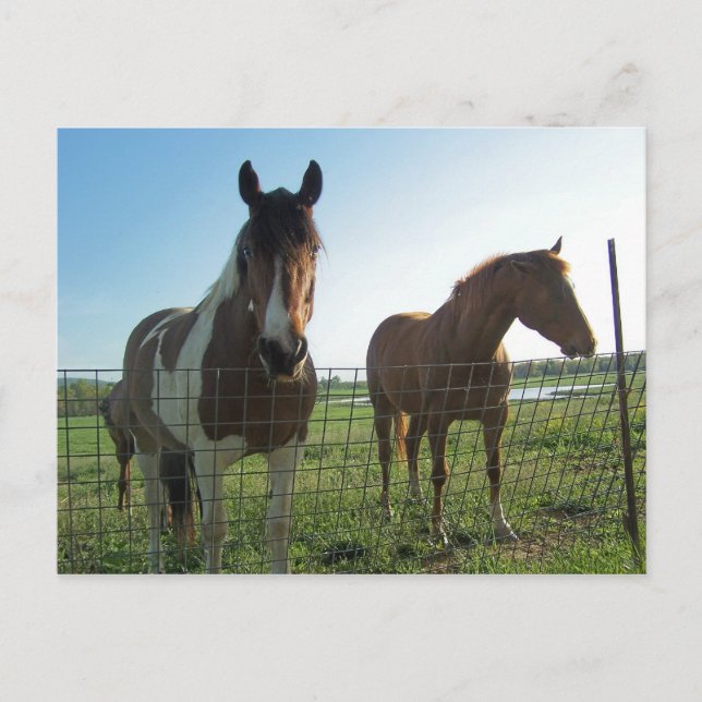 Postal Hola (Anverso)