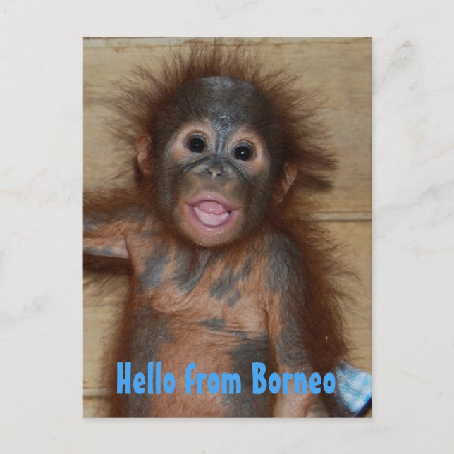 Postal Hola a Borneo Orangutan Orphan Rescue (Anverso)