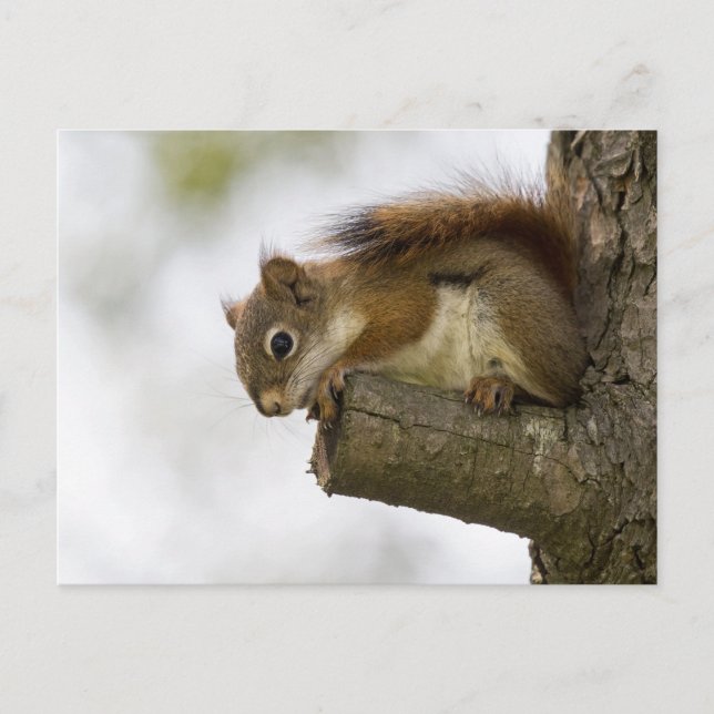 Postal Hola, abajo (Anverso)