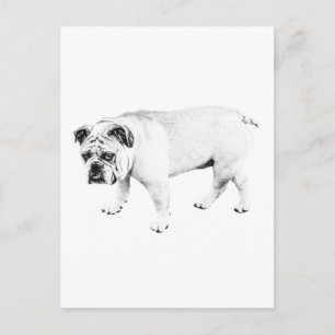 Postal Hola amigo, correo de perro pacífico