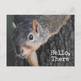 Postal Hola, Aquí, Cute Squirrel Photo