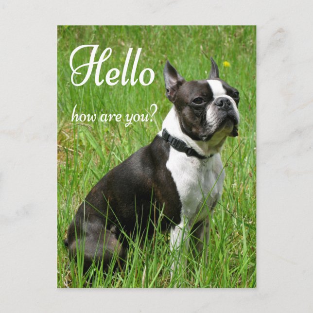 Postal Hola Boston Terrier Perro de Cachorro pensando en  (Anverso)