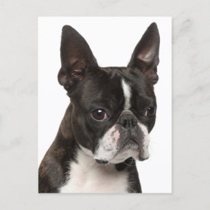 Postal Hola Boston Terrier Perro de Cachorro pensando en