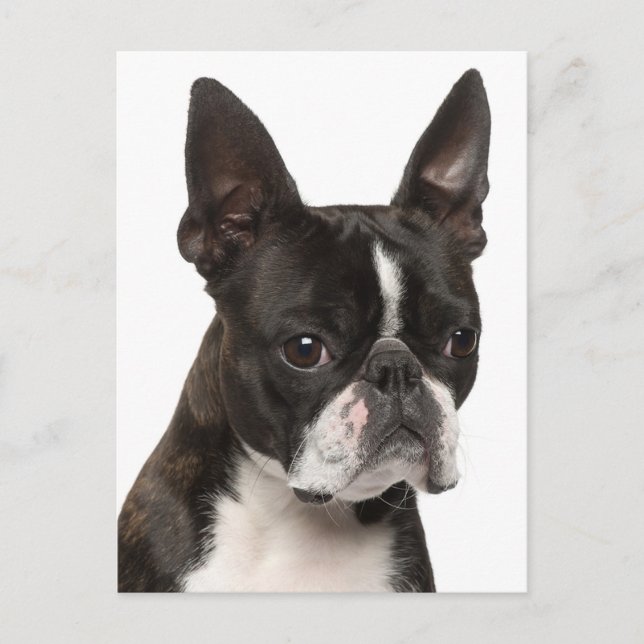 Postal Hola Boston Terrier Perro de Cachorro pensando en  (Anverso)