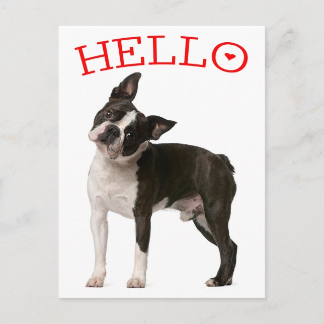Postal Hola Boston Terrier Perro de Cachorro Rojo Pensand (Anverso)