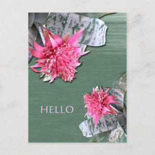 Postal Hola Bromeliad de Flores Rosa