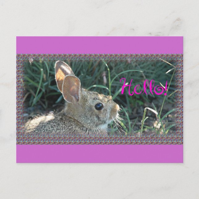 Postal Hola Bunny (Anverso)