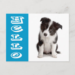 Postal Hola Cachorro de Border Collie Azul