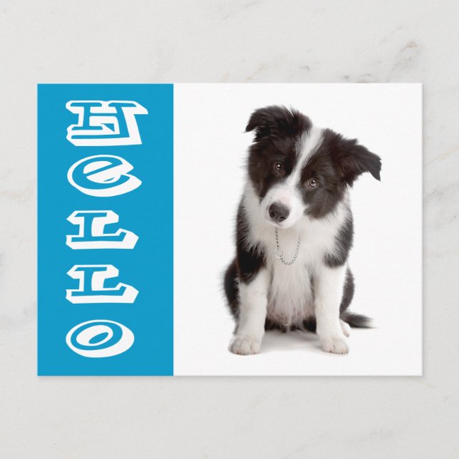 Postal Hola Cachorro de Border Collie Azul (Anverso)
