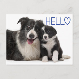 Postal Hola Cachorro de Border Collie - Pensando en Ti