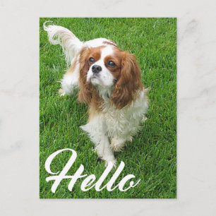 Postal Hola cachorro de perro Cavalier King Charles Spani