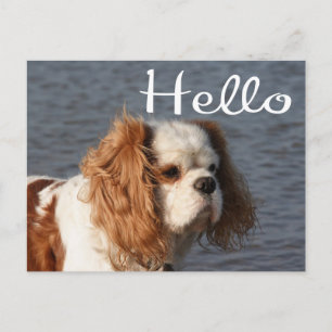 Postal Hola cachorro de perro Cavalier King Charles Spani
