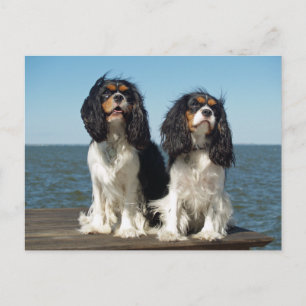 Postal Hola Cachorro de Perro Spaniel Cavalier King Charl