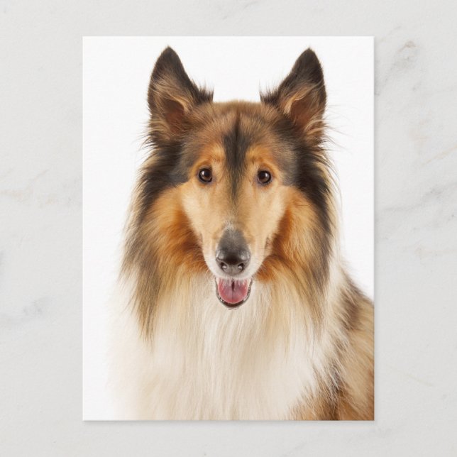 Postal Hola Collie Puppy Dog Post Card (Anverso)