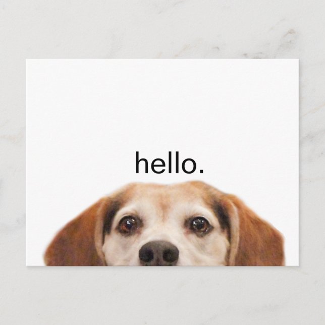 Postal Hola Cute Funny Beagle Dog Nose (Anverso)