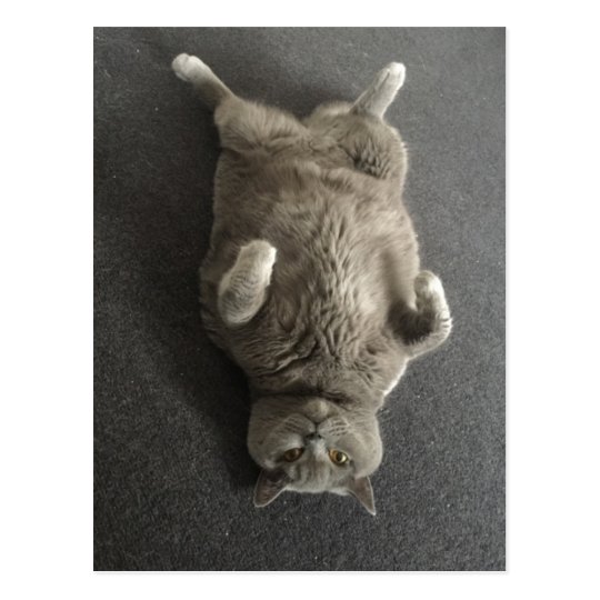 Postal ¡Hola de Fiona el gato azul grande!