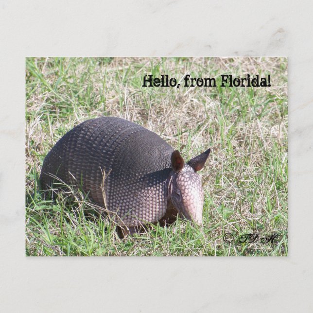 Postal ¡Hola, de Florida! (Anverso)