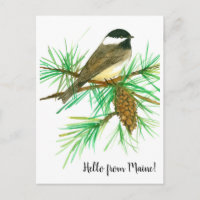 Hola de Maine Black Capped Chickadee Bird