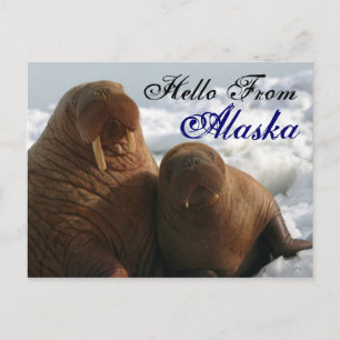 Postal Hola desde Alaska Walrus Post Card