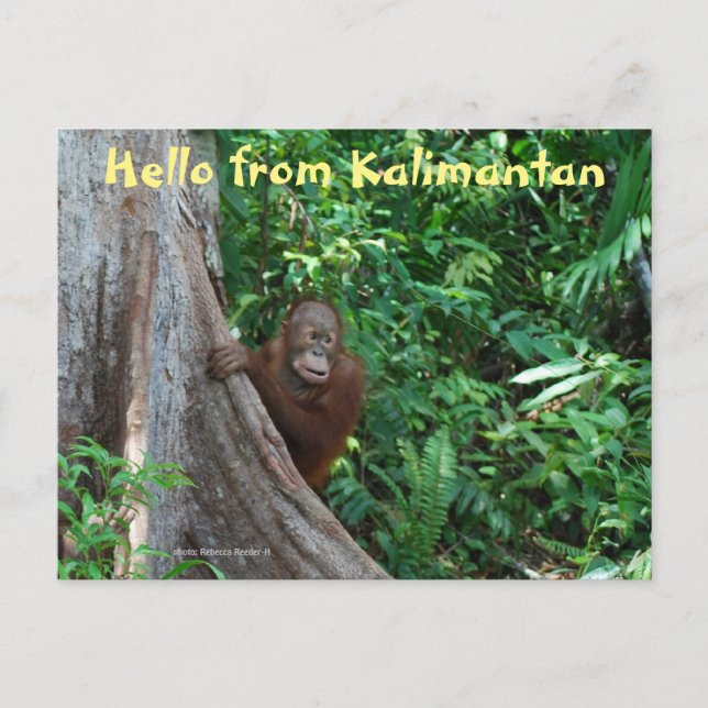 Postal Hola desde Kalimantan Borneo Indonesia (Anverso)
