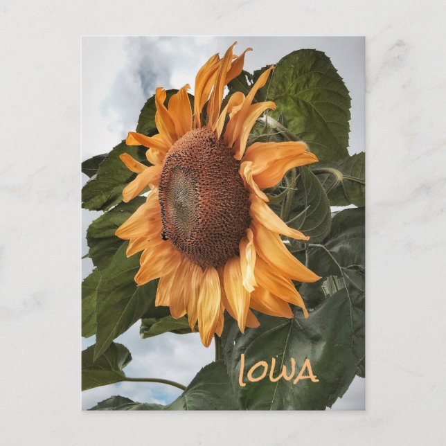 Postal Hola Desde La Postcard De Iowa (Anverso)