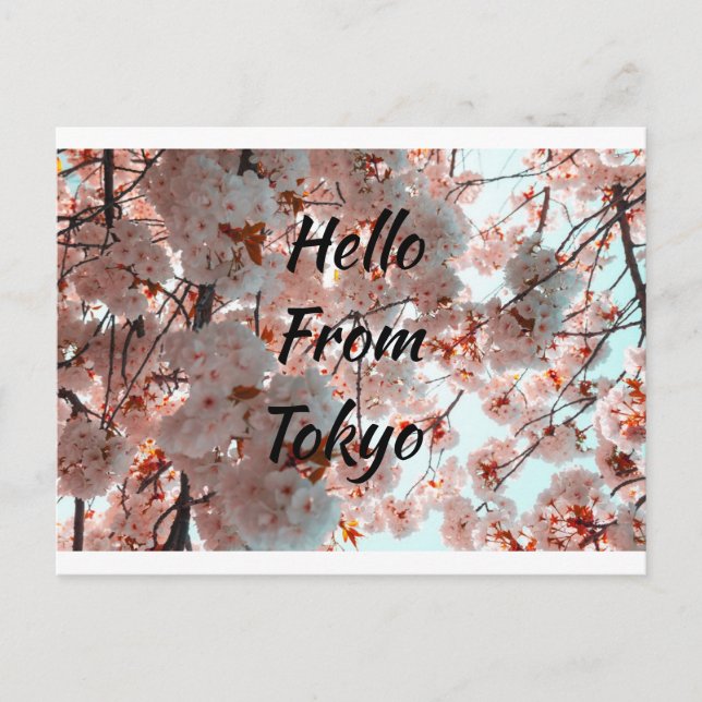 Postal Hola desde Tokio hermosa flor Sakura (Anverso)