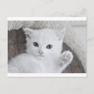 Postal "¡Hola!" dice este dulce y lindo bebé blanco Kitty