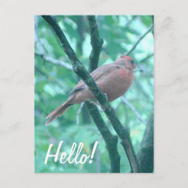 Postal ¡Hola! Diciendo su cardenal en la rama