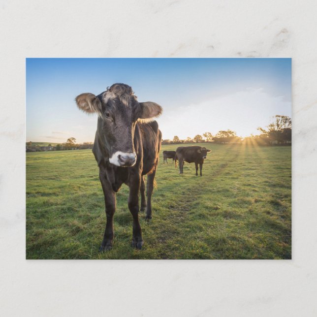 Postal Hola dijo la vaca (Anverso)