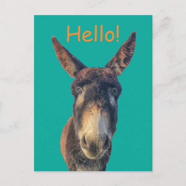 Postal Hola Donkey Farm Animal Postcard (Anverso)