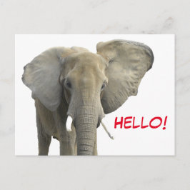 Postal Hola Elephant Safari Animal