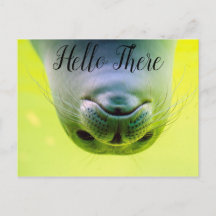 Hola Foca Allí