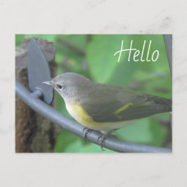 Postal Hola, foto del bonito ave Warbler