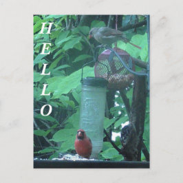 Postal Hola, fotografía de cardenal femenino y masculino