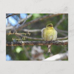 Postal Hola, Hola, Bird-American Goldfinch