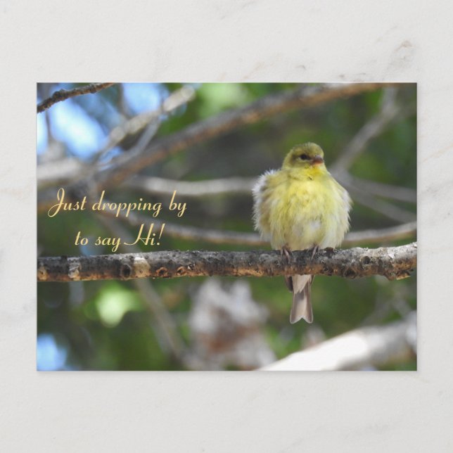 Postal Hola, Hola, Bird-American Goldfinch (Anverso)