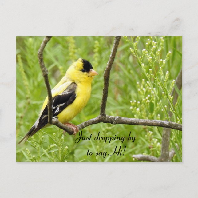 Postal Hola, Hola, Bird-American Goldfinch (Anverso)