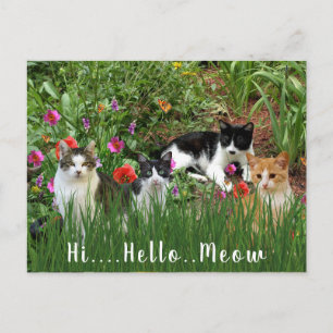 Postal Hola Hola Meow / Gatos en el animal dulce del jard