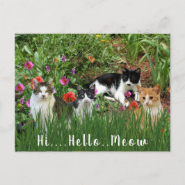 Postal Hola Hola Miau / Gatos en el Jardín Animal Adorabl