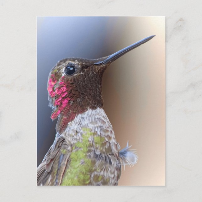 Postal Hola Hummingbird (Anverso)
