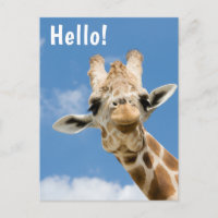 Hola | Jirafa Animal Divertida